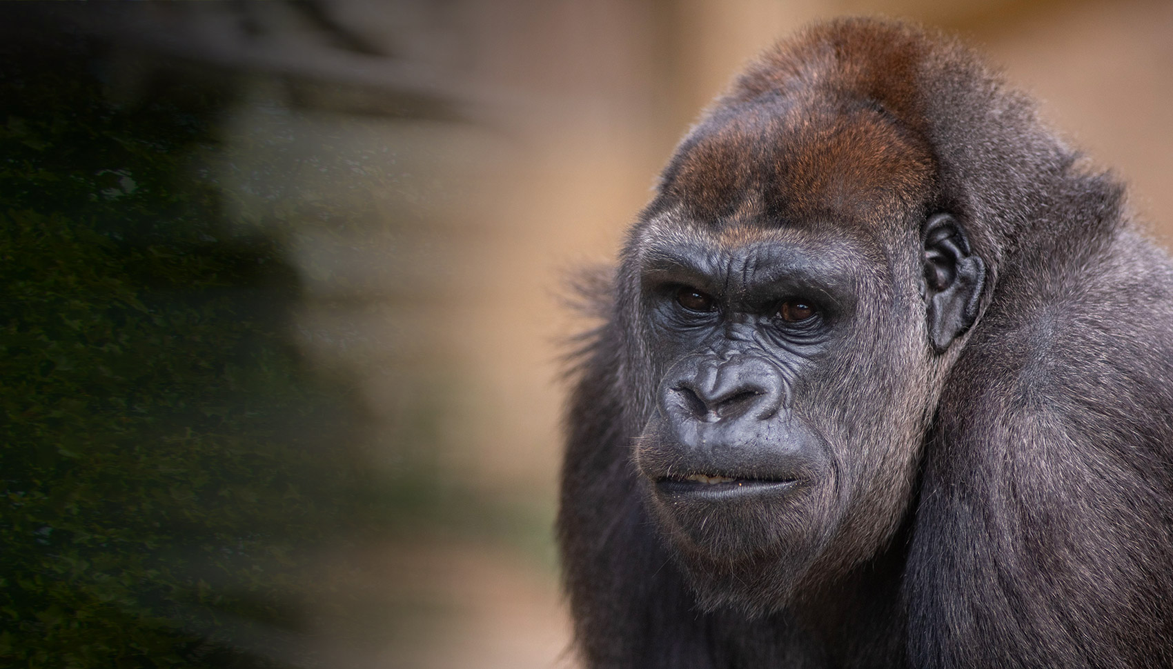 gorilla