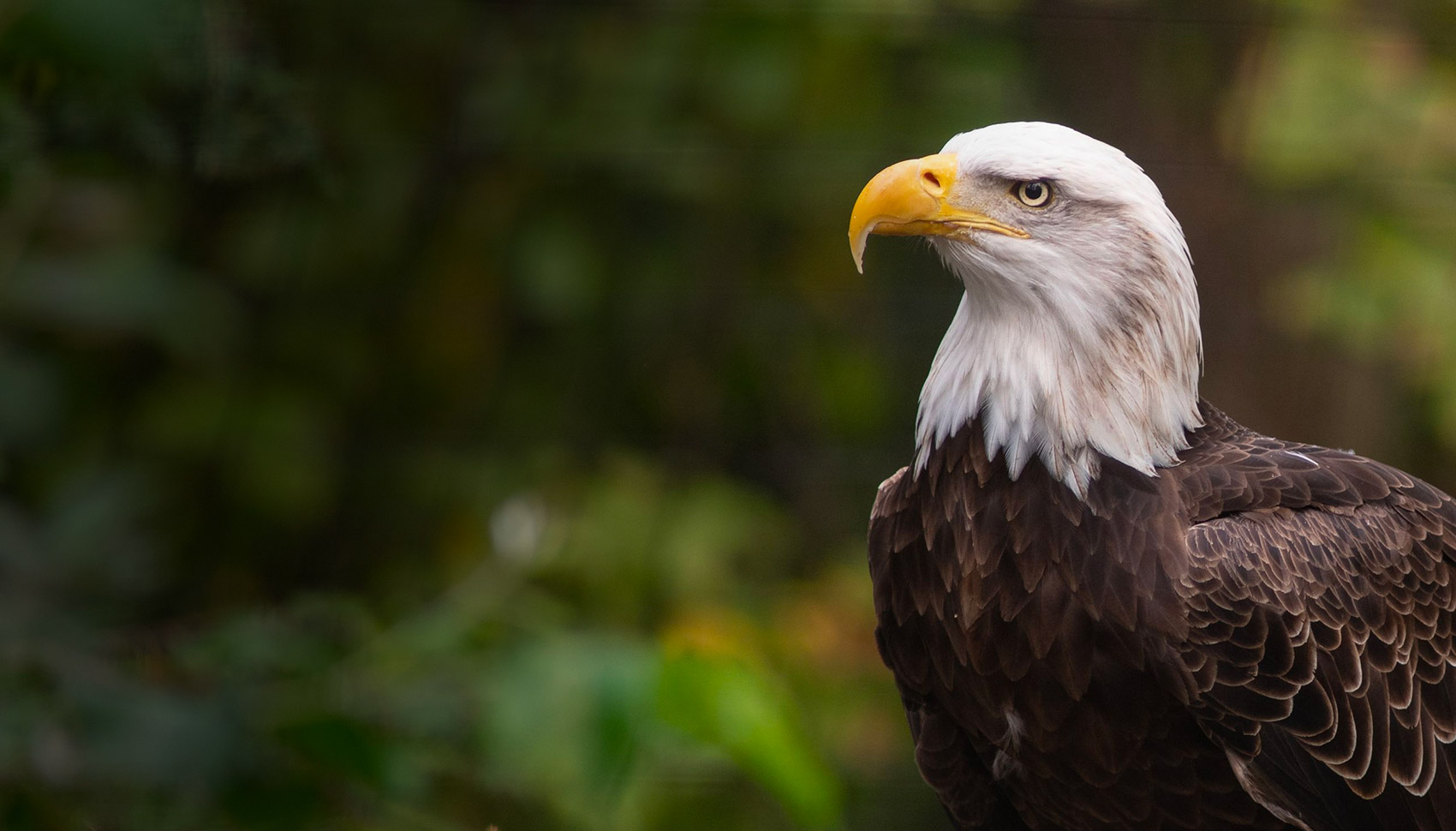 bald eagle