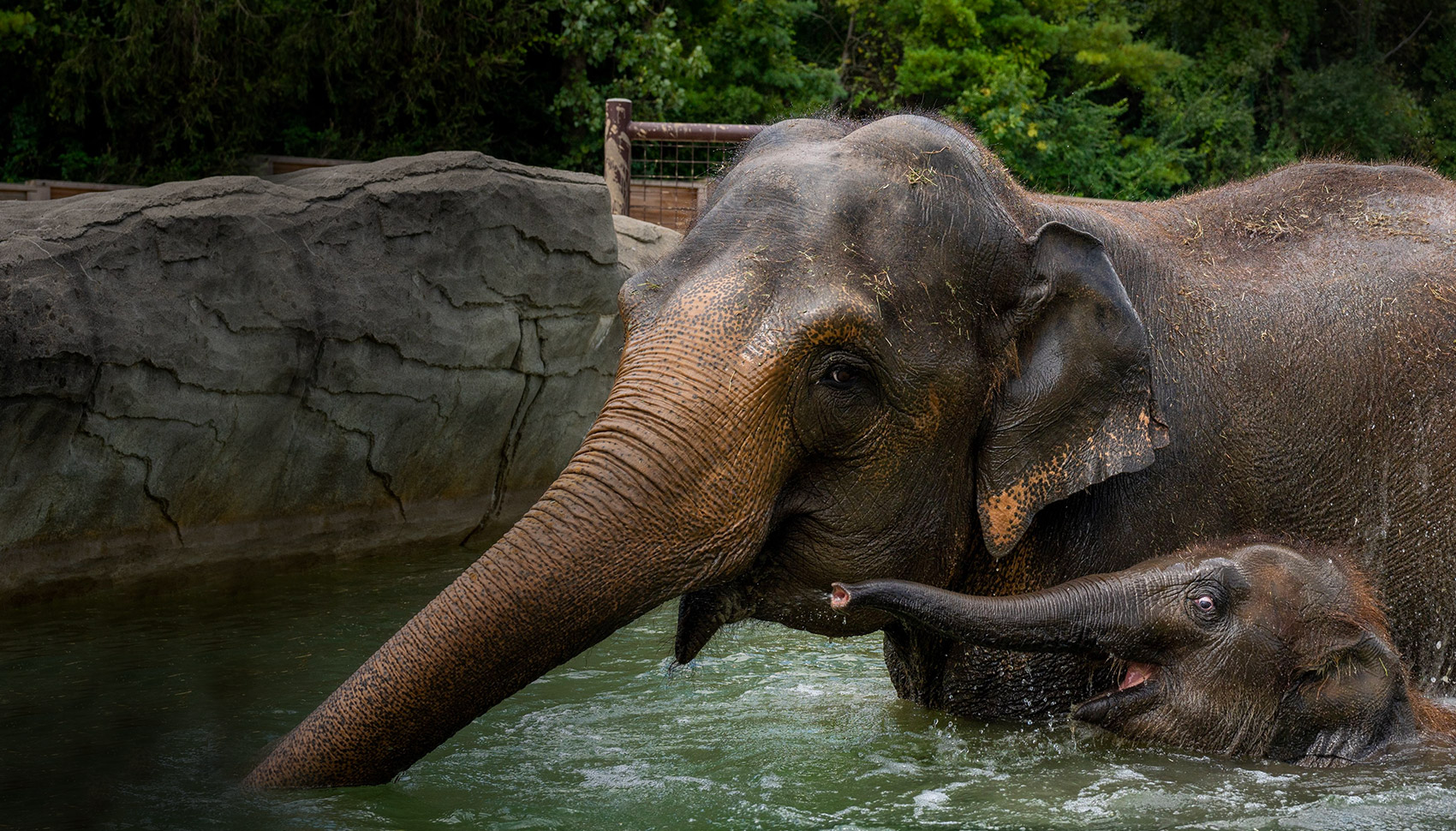 two elephants