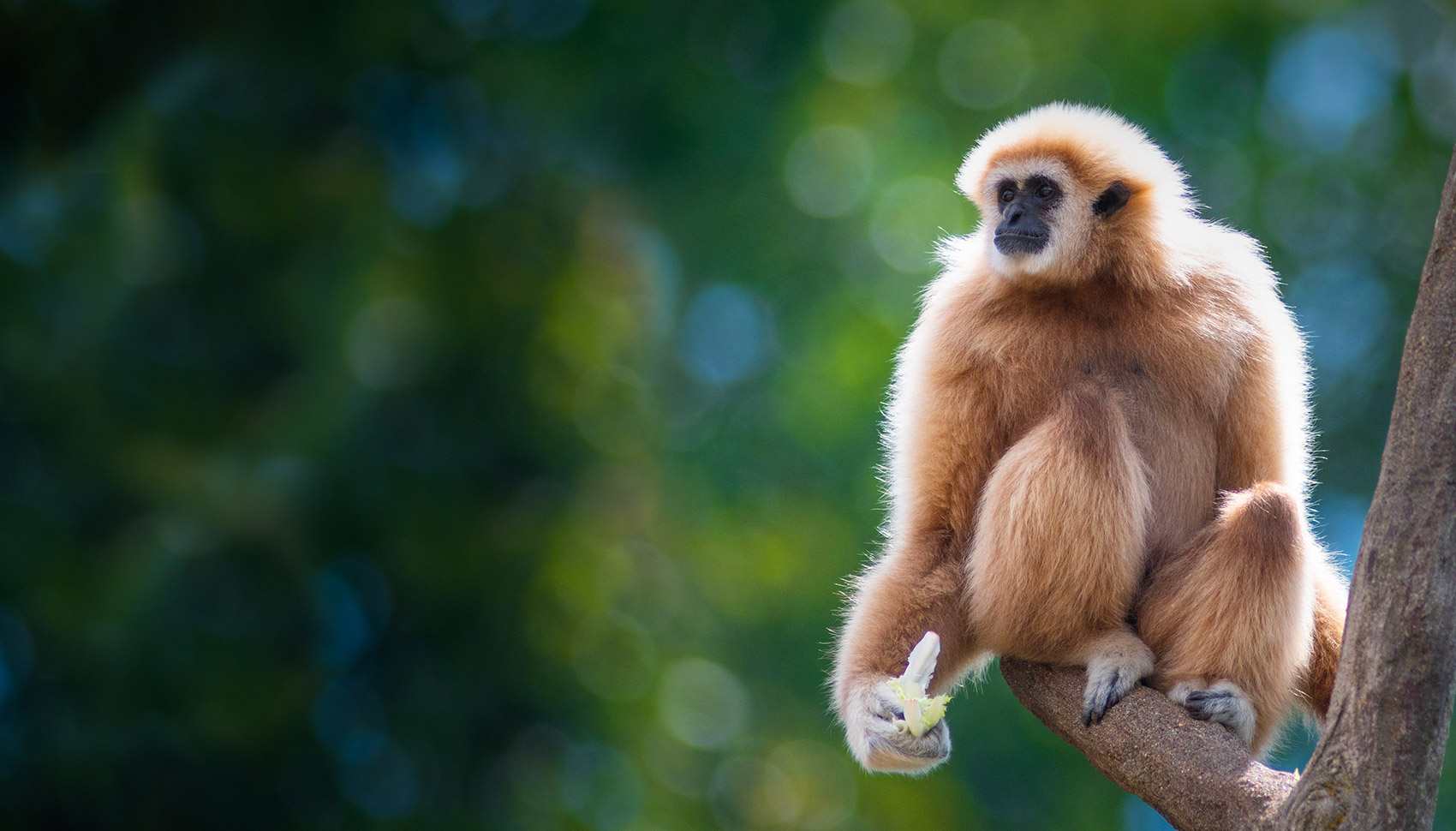 Gibbon