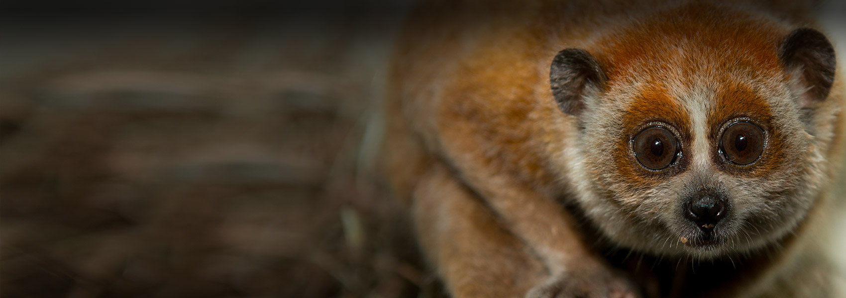 Pygmy Slow Loris