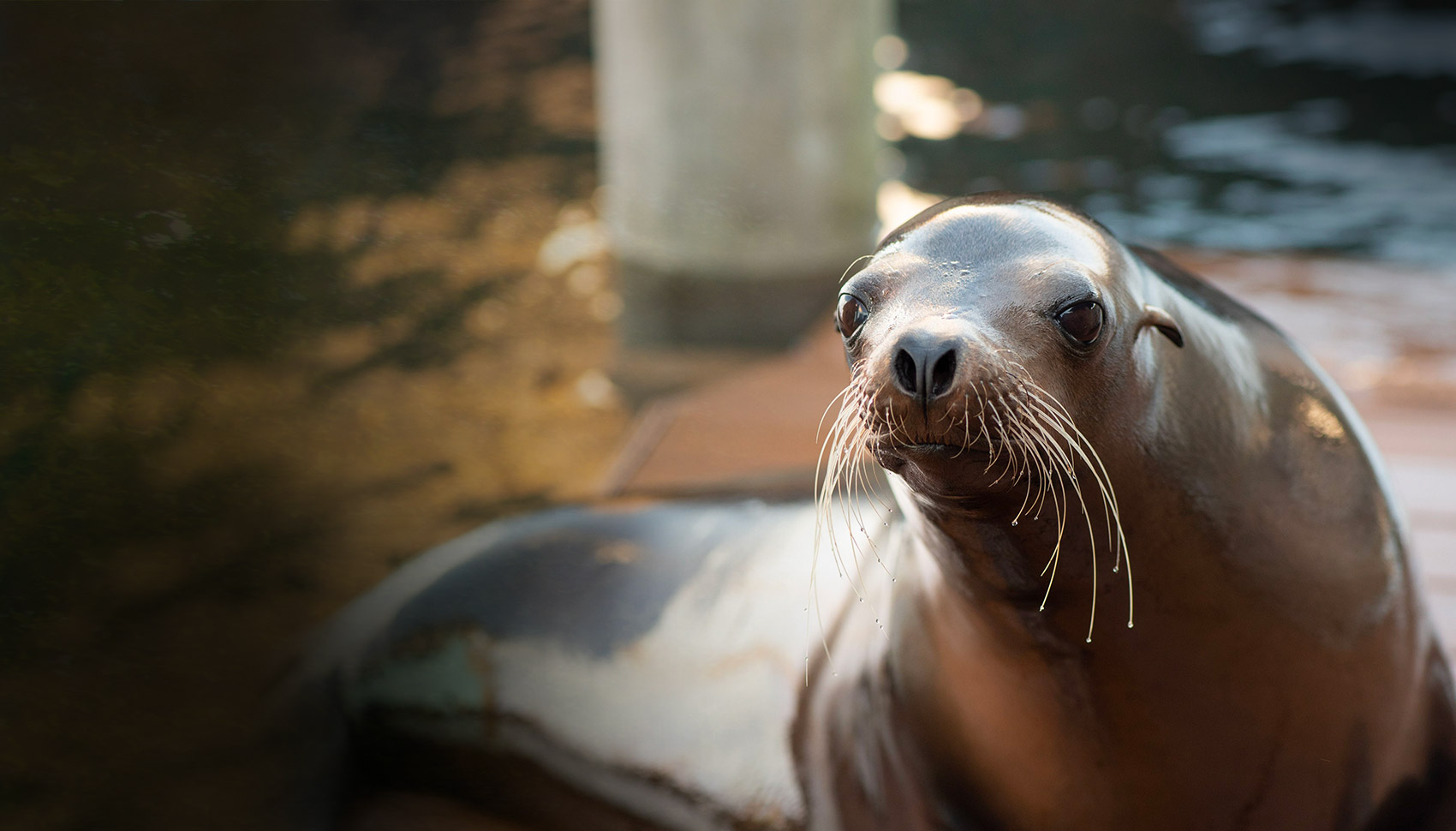 sea lion