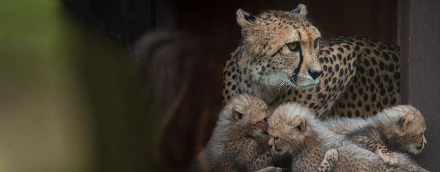Big Cats