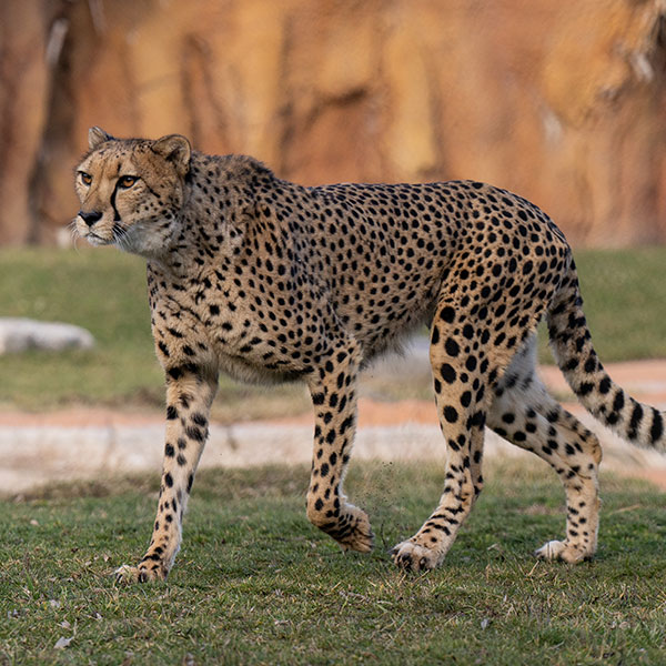 Cheetah