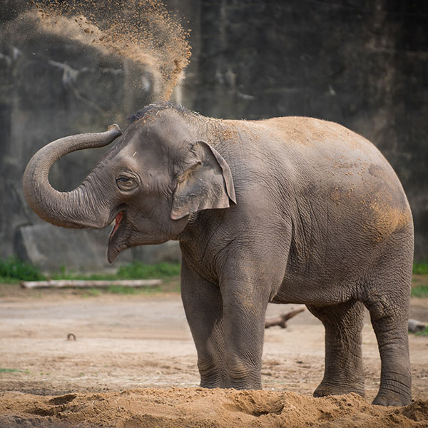Elephant