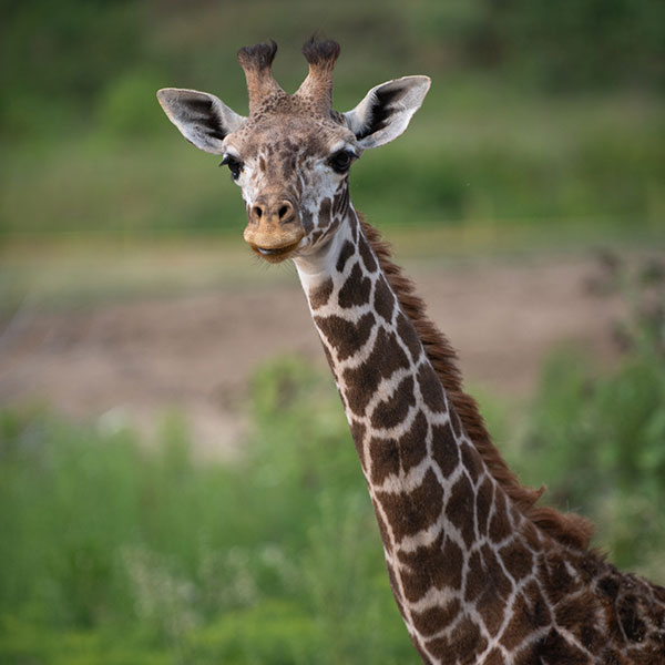 Giraffe