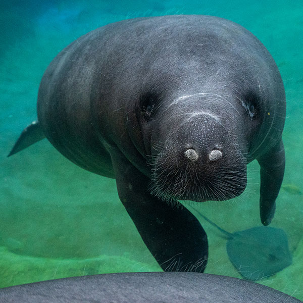 Manatee