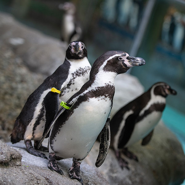 Penguin