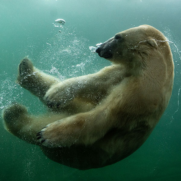 Bears of the Polar Frontier