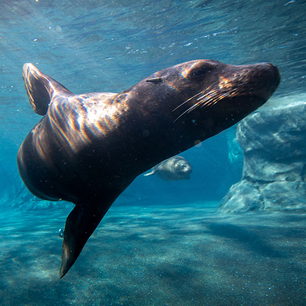 Sea Lion