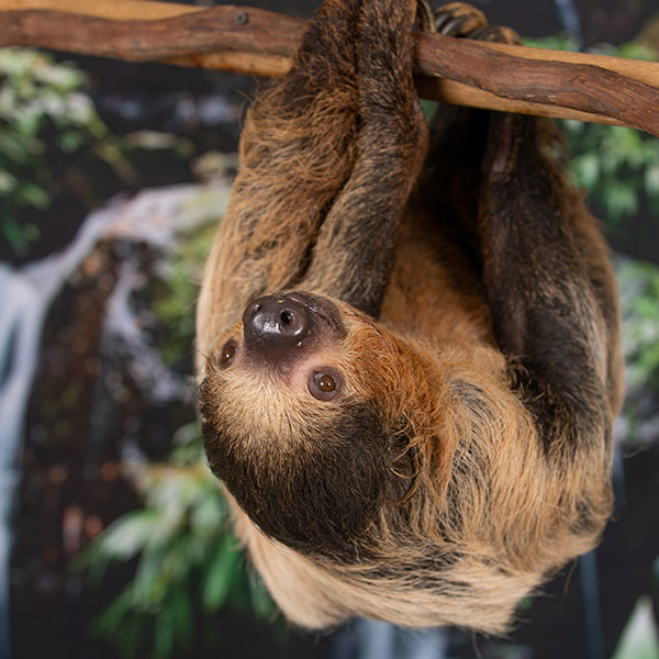 Sloth