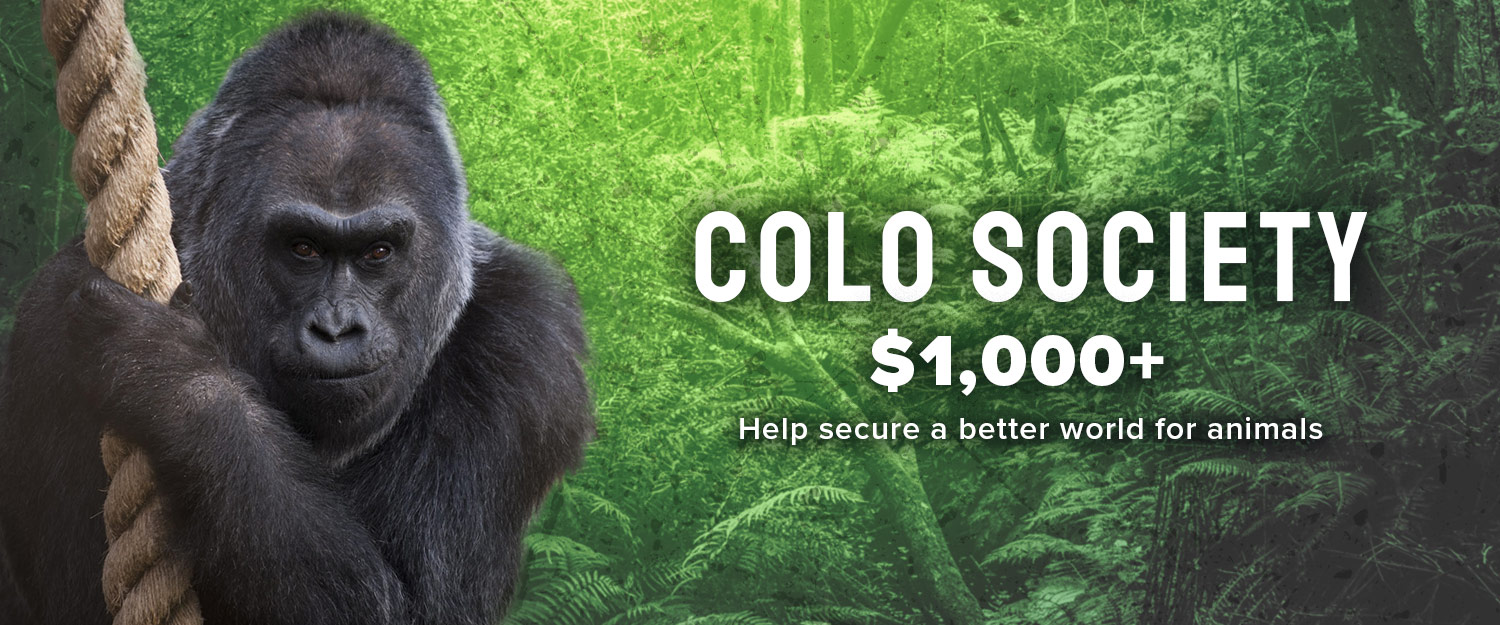 Graphic showing Colo the gorilla holding a rope, with a jungle backdrop on a green gradient, with the words, "COLO SOCIETY â Help secure a better world for animals"