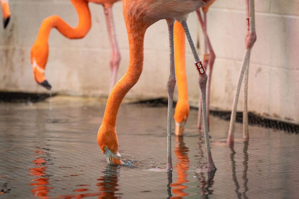 Flamingos at the Columbus Zoo