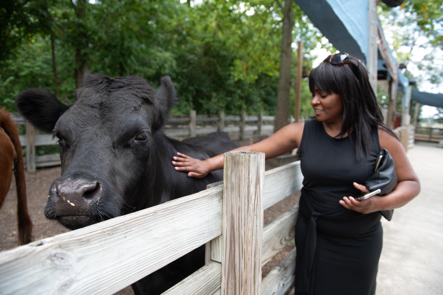 Guest petting a mini dexter cow