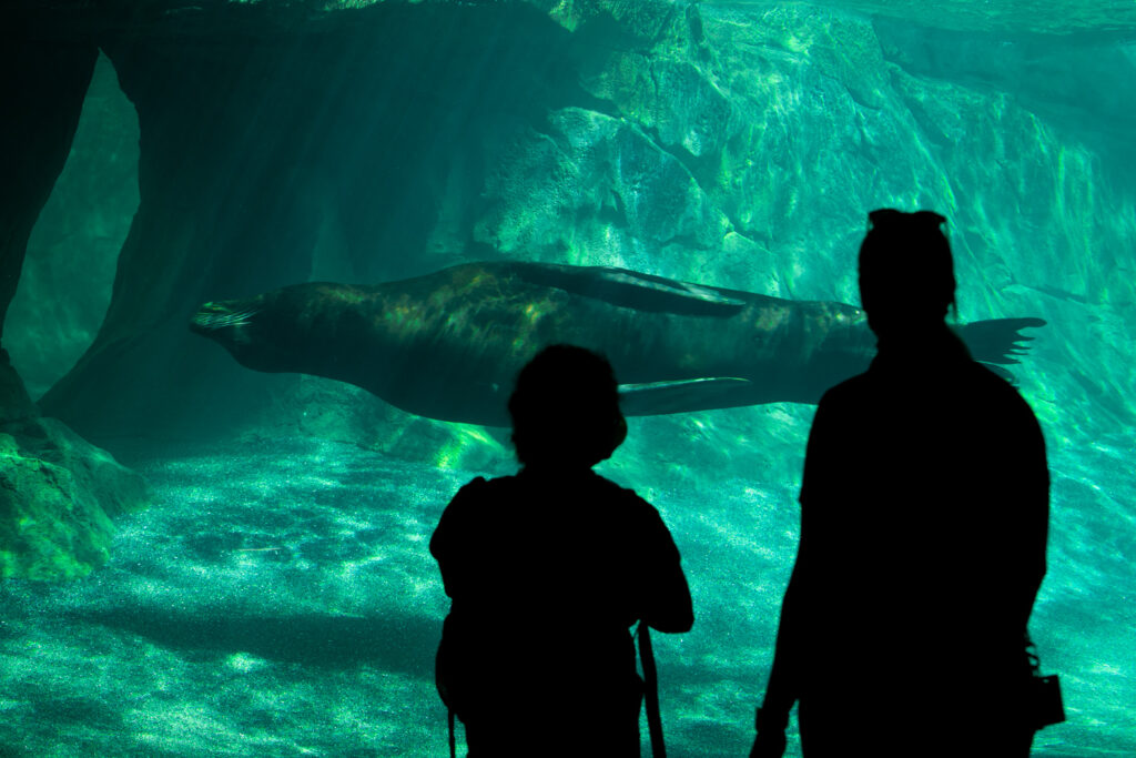 Zoo guests in Adventure Cove