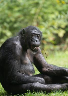 Bonobo