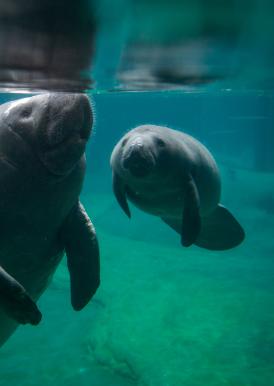 Manatees