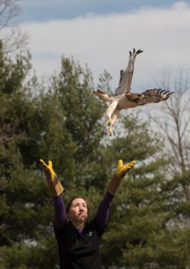 Red-tailed Hawk Release