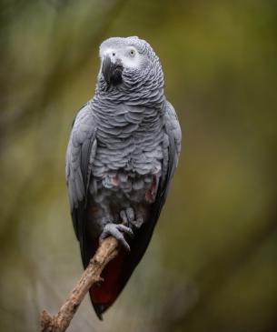 African gray parrot