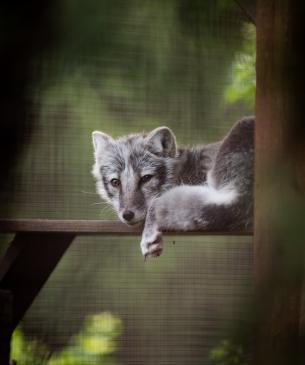 Arctic fox with its spring coat
