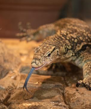 Asian Water Monitor