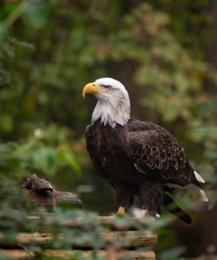 Bald Eagle