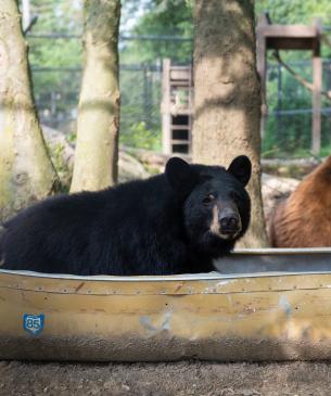 Black bear sitting in a canoe 