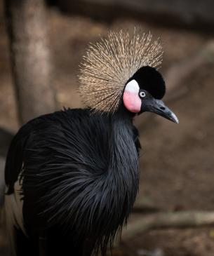 Black crowned crane