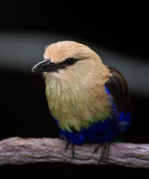 Blue Bellied Roller