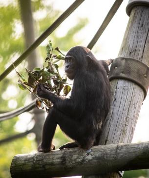 Young bonobo eating browse