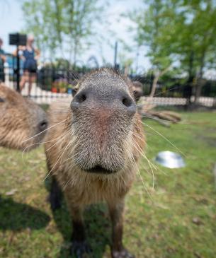 Capybara
