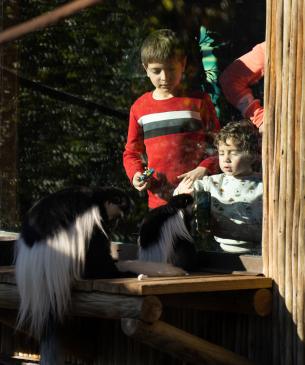 Guest looking at Colobus Monkey