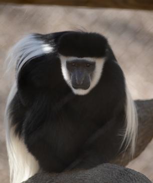 Colobus monkey