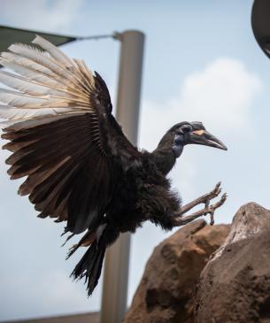 Southern ground hornbill 