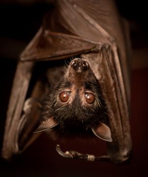 Flying fox Bat