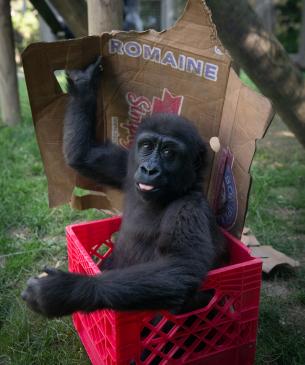 Baby Gorilla