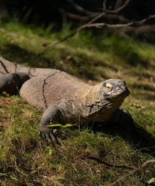 Komodo dragon sunbathing