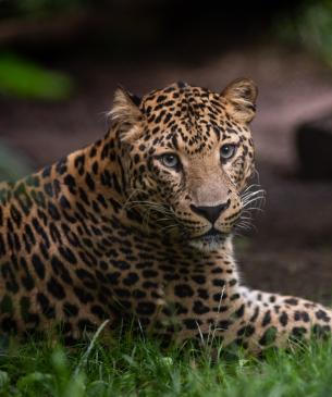 African lepoard