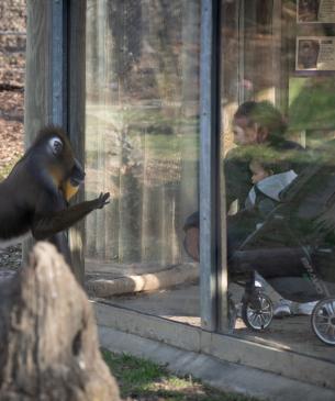 Children looking at the mandrill