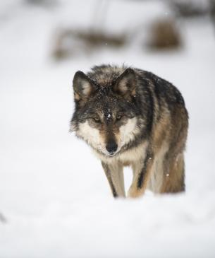 Mexican Wolf