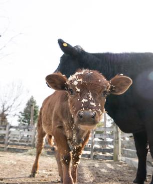 Cow calf