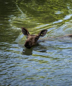 Moose swimming