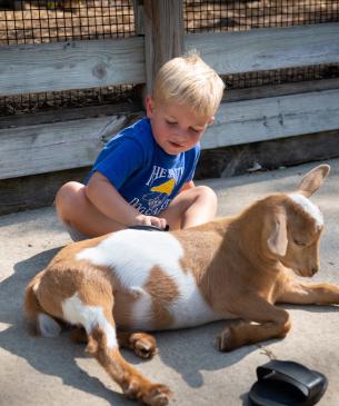 Child petting a goat