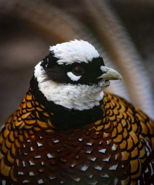 Reeves Pheasant