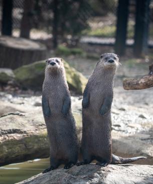 North America River Otter