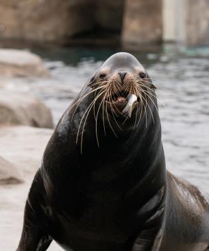 Sea lion
