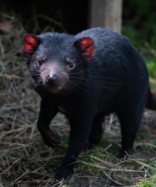 Tasmanian Devil