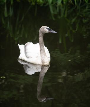Trumpeter swan swimming