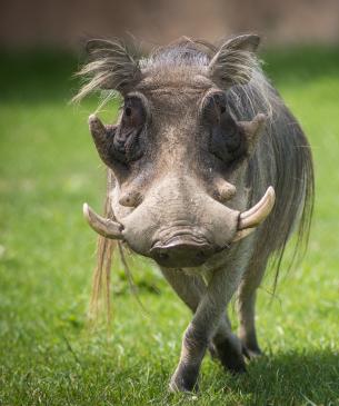 Warthog
