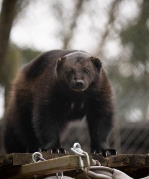 Wolverine